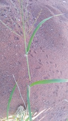 Eragrostis porosa
