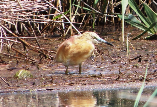 iNaturalist image