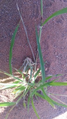 Eragrostis porosa