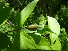 Contarinia negundinis