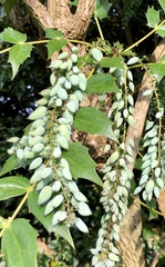 Berberis × hortensis