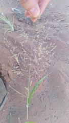 Eragrostis porosa