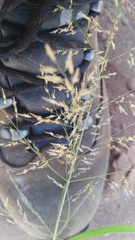 Eragrostis porosa