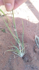 Eragrostis porosa