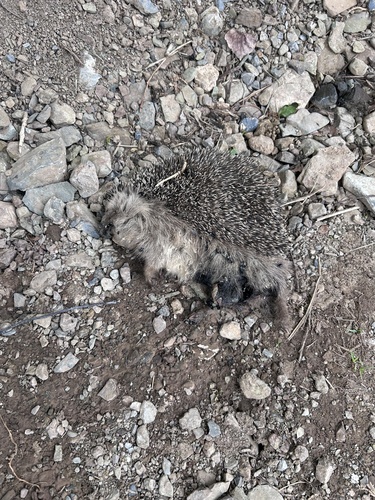 North African Hedgehog