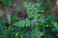 Astragalus didymocarpus