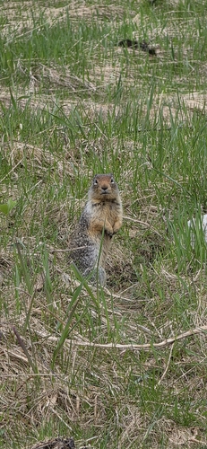 Columbian Ground Squirrel observed by derekf525