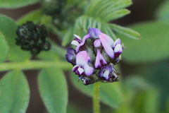 Astragalus didymocarpus