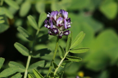 Astragalus didymocarpus