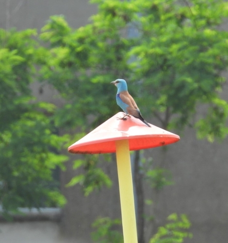 European Roller