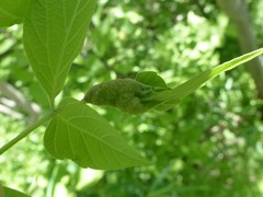 Contarinia negundinis