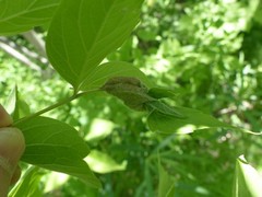 Contarinia negundinis