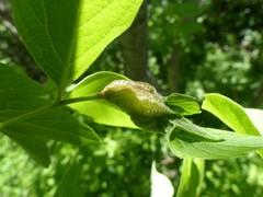 Contarinia negundinis