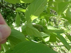 Contarinia negundinis