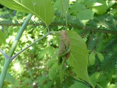 Contarinia negundinis