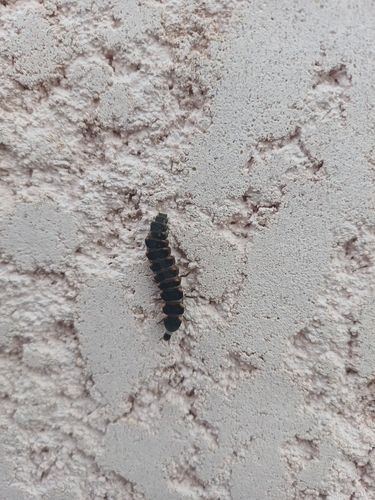 European Glow-worm