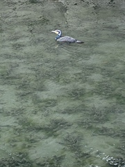 Phalacrocorax carbo hanedae