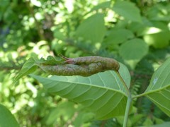 Contarinia negundinis