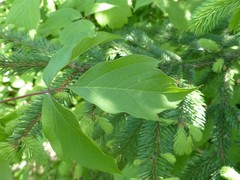 Contarinia negundinis