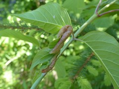 Contarinia negundinis