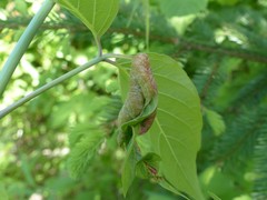 Contarinia negundinis