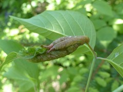 Contarinia negundinis