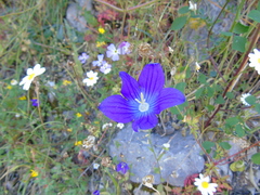 Campanula ramosissima