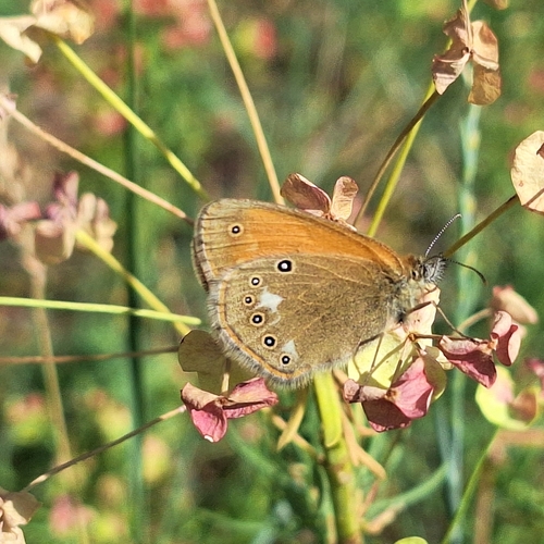 Chestnut Heath