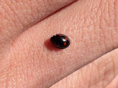Exochomus quadripustulatus