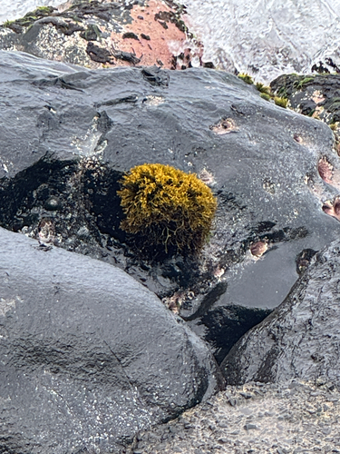 Ahnfeltiopsis observed 2026-06-02