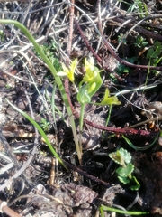 Gagea fedtschenkoana