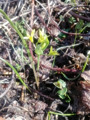 Gagea fedtschenkoana