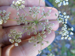 Scaligeria napiformis