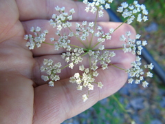 Scaligeria napiformis