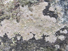 Trapelia placodioides