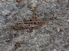 Schistocerca serialis