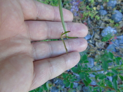 Scaligeria napiformis