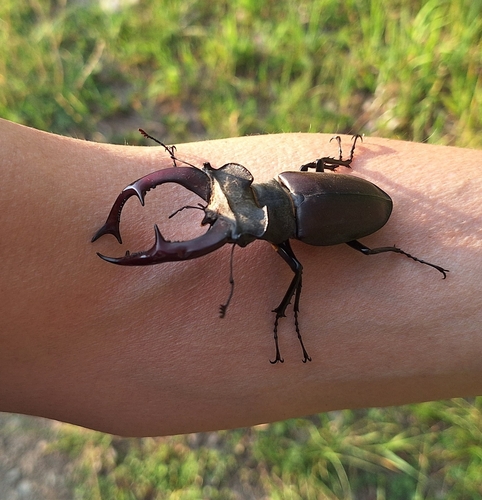 European Stag Beetle