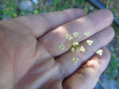 Scaligeria napiformis
