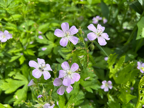 Cranesbill