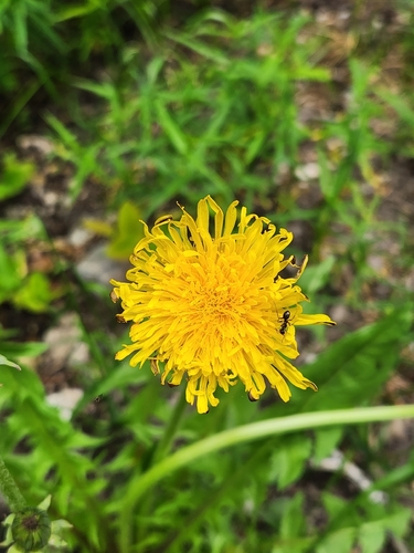 common dandelion