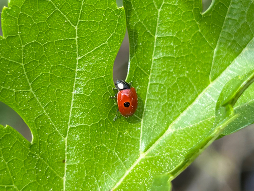 Two-spotted Lady Beetle