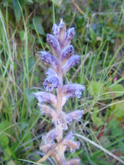 Orobanche pubescens