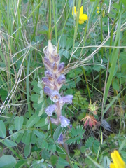 Orobanche pubescens