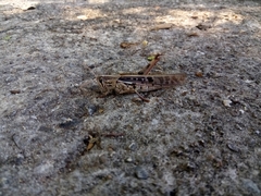 Schistocerca serialis