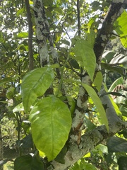 Citrus × aurantium