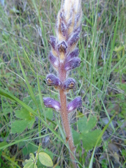 Orobanche pubescens