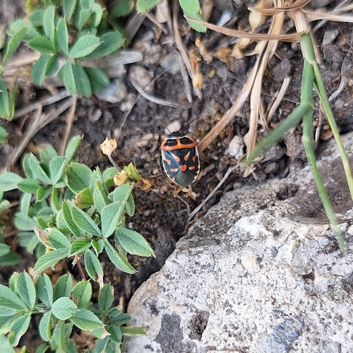 Eurydema fieberi