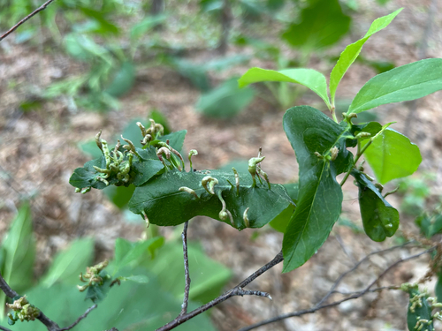 Black Cherry Leaf Gall Mite