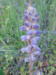 Orobanche pubescens